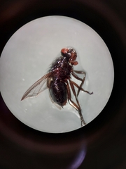 Diptera