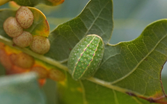 Apoda limacodes
