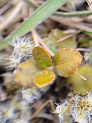 Gonocarpus aggregatus