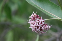 Anthophora occidentalis