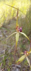 Caladenia richardsiorum
