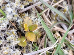 Gonocarpus aggregatus