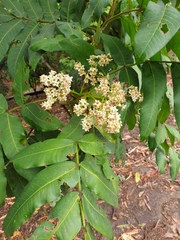 Flindersia schottiana