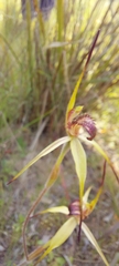 Caladenia richardsiorum
