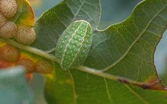 Apoda limacodes