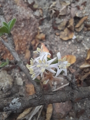 Ehretia rigida