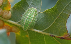 Apoda limacodes