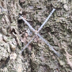 Argiope versicolor