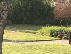 Cynictis penicillata