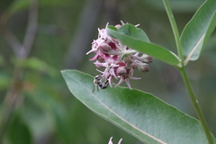 Anthophora occidentalis