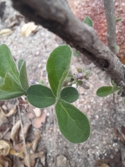 Ehretia rigida