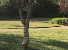 Cynictis penicillata