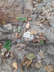 Ehretia rigida