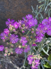 Ruschia pungens