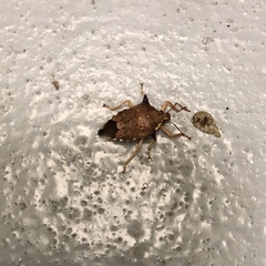 Asopinae