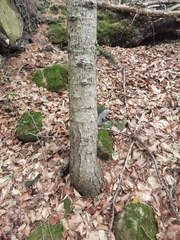 Abies alba