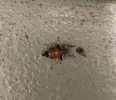 Asopinae