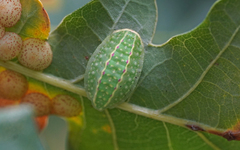 Apoda limacodes