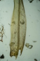 Dicranum elongatum