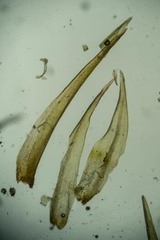 Dicranum elongatum