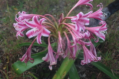 Crinum stuhlmannii delagoense