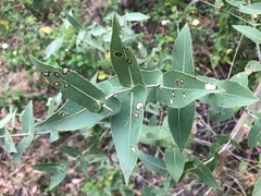 Angophora subvelutina