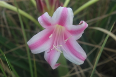 Crinum stuhlmannii delagoense