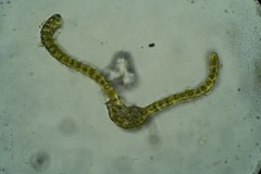 Dicranum elongatum
