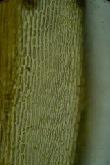 Dicranum elongatum
