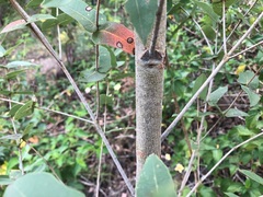 Angophora subvelutina