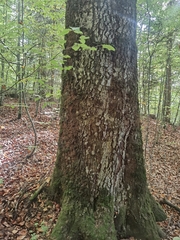 Fagus sylvatica