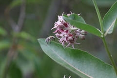 Anthophora occidentalis