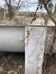 Trichonephila edulis