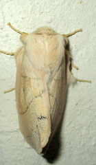 Philotherma rosa