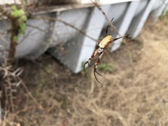 Trichonephila edulis