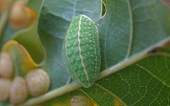 Apoda limacodes