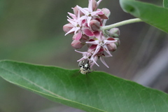 Anthophora occidentalis