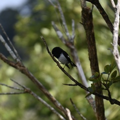 Petroica macrocephala toitoi