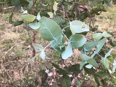 Eucalyptus melanophloia