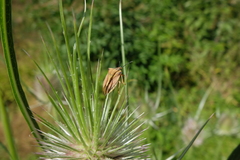 Carpocoris fuscispinus