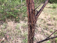 Eucalyptus melanophloia