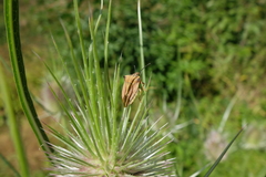 Carpocoris fuscispinus