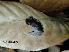 Leptobrachium hasseltii