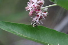 Anthophora occidentalis