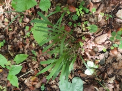 Brachypodium sylvaticum