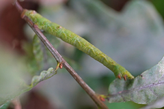 Biston betularia