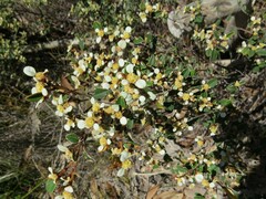 Spyridium thymifolium