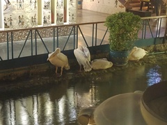 Pelecanus onocrotalus
