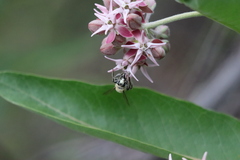 Anthophora occidentalis