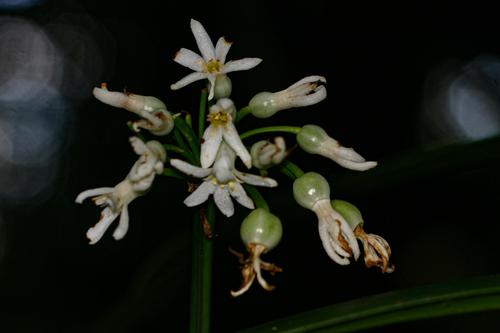 Cryptostephanus vansonii image